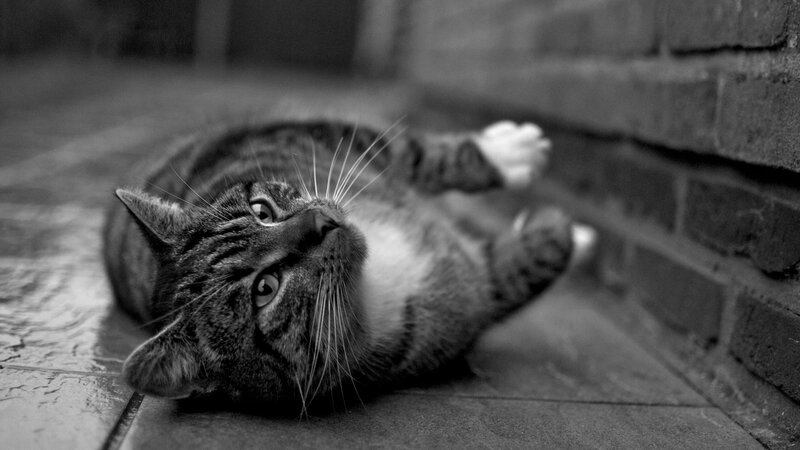 Tabby Cat Lying Down — Black, Calm, Photograph, Brick Wall
