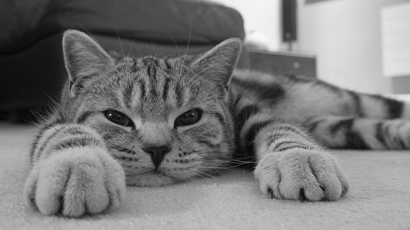 Tabby Cat Lying Down — Black, Calm, Photograph, Carpet