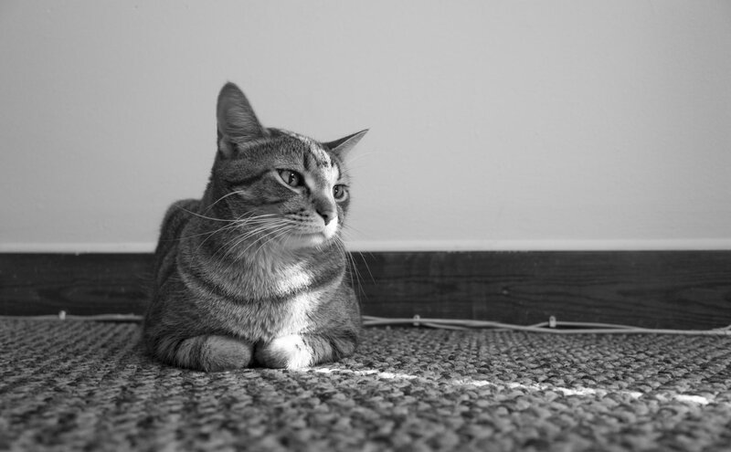 Tabby Cat Lying Down — Black, Calm, Photograph, Carpet, Wall