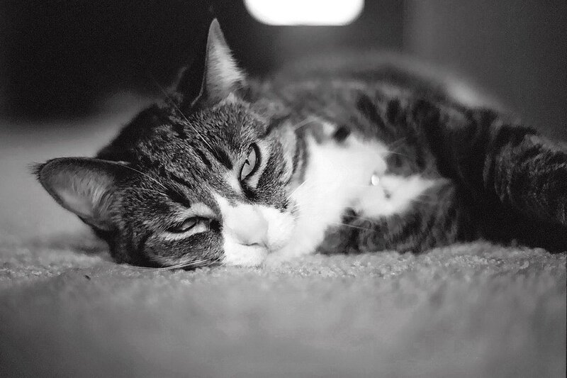Tabby Cat Lying Down — Black, Calm, Photograph, Carpet, White