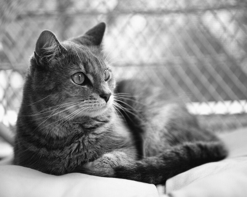 Tabby Cat Lying Down — Black, Calm, Photograph, Chain-link Fence