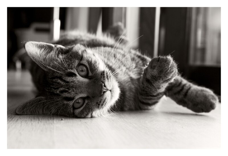 Tabby Cat Lying Down — Black, Calm, Photograph, Floor