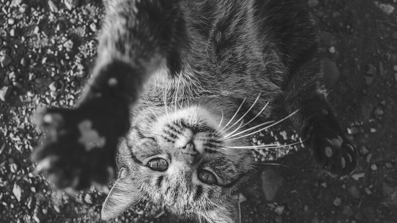 Tabby Cat Lying Down — Black, Calm, Photograph, Paws