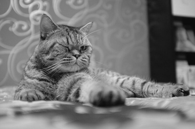 Tabby Cat Lying Down — Black, Calm, Photograph, Wallpaper