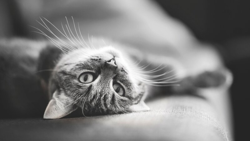 Tabby Cat Lying Down — Black, Calm, Photograph, Whiskers, Eyes