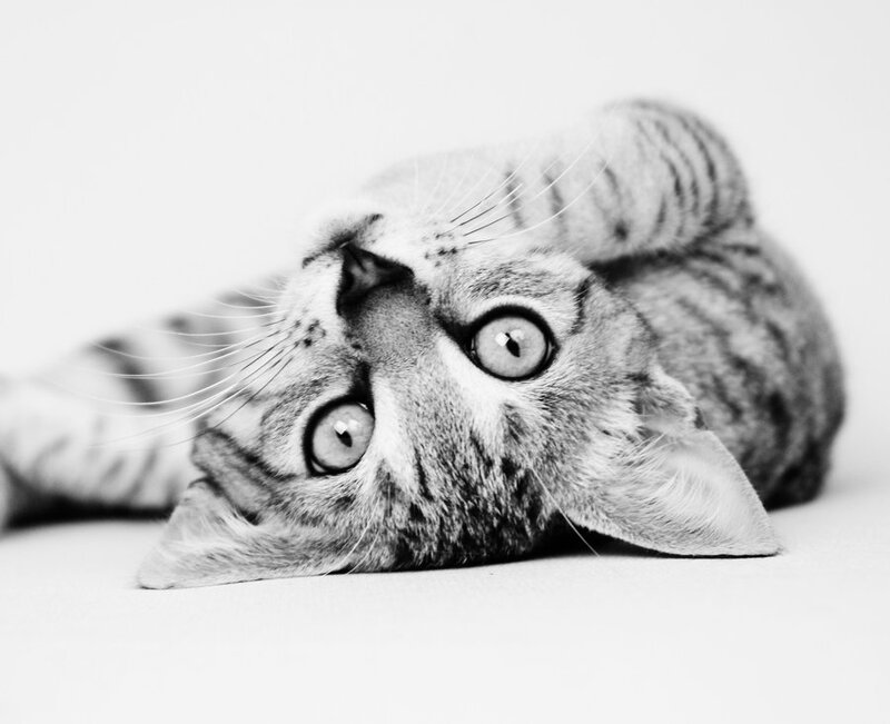 Tabby Cat Lying Down — Black, Calm, Photograph, Whiskers