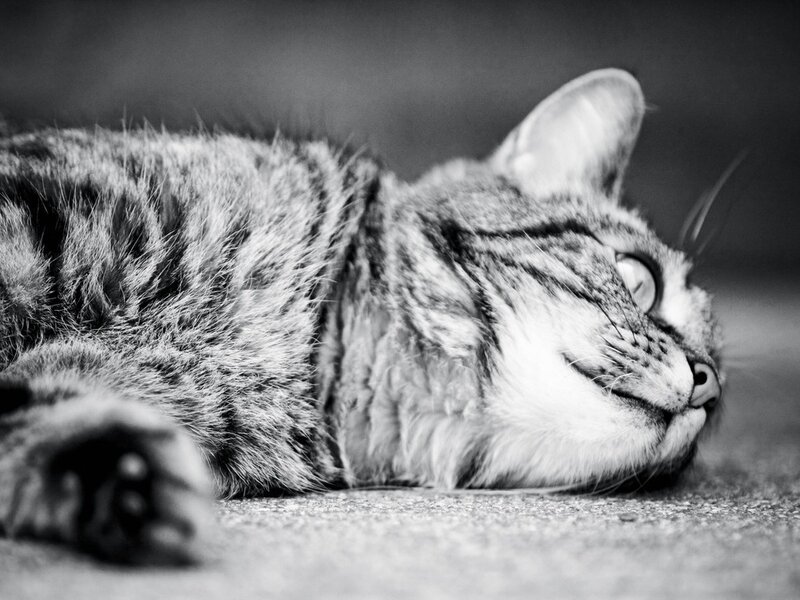 Tabby Cat Lying Down — Black, Calm