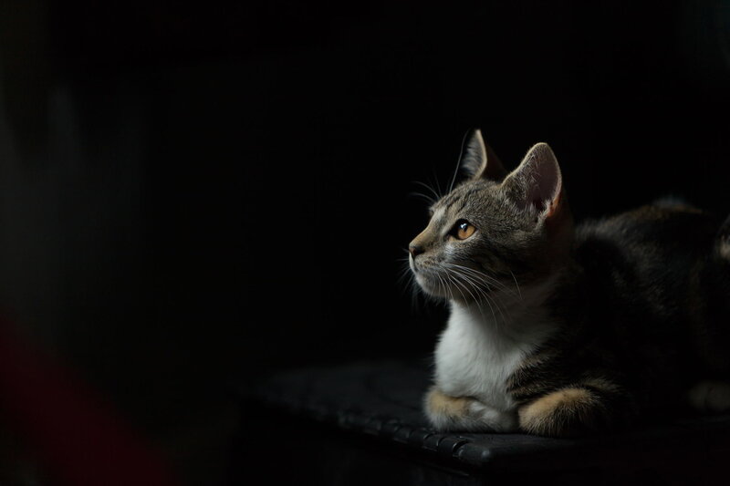 Tabby Cat Lying Down — Black, Dramatic