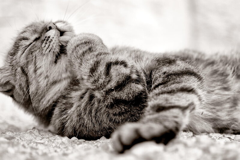 Tabby Cat Lying Down — Black, Relaxed, Photograph