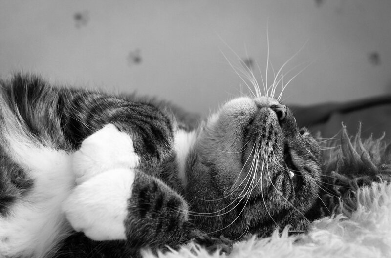 Tabby Cat Lying Down — Black, Relaxed