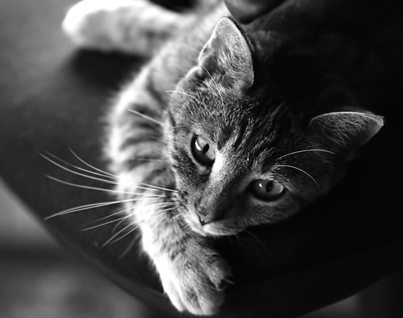 Tabby Cat Lying Down — Black