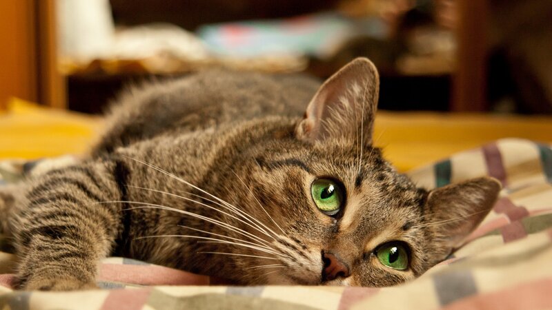 Tabby Cat Lying Down — Blanket