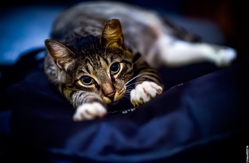 Tabby Cat Lying Down — Blue, Calm
