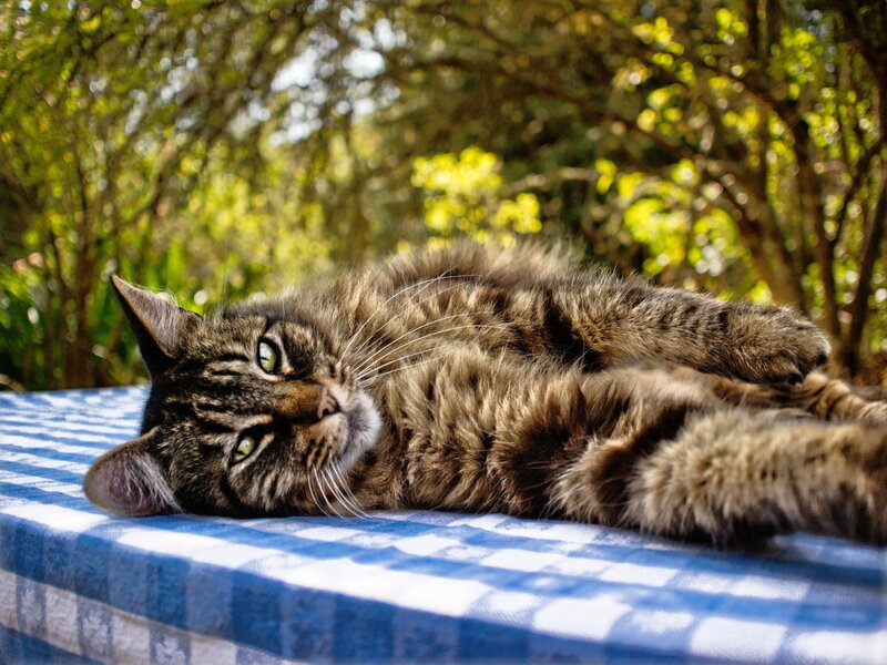 Tabby Cat Lying Down — Blue, Relaxed, Afternoon