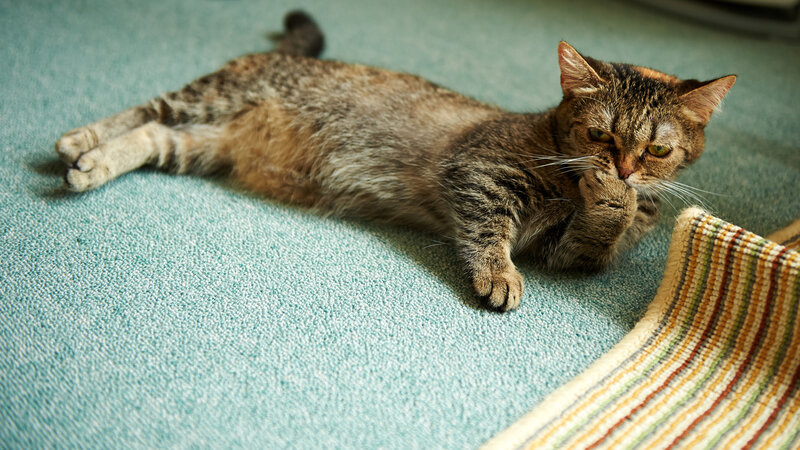 Tabby Cat Lying Down — Blue, Relaxed