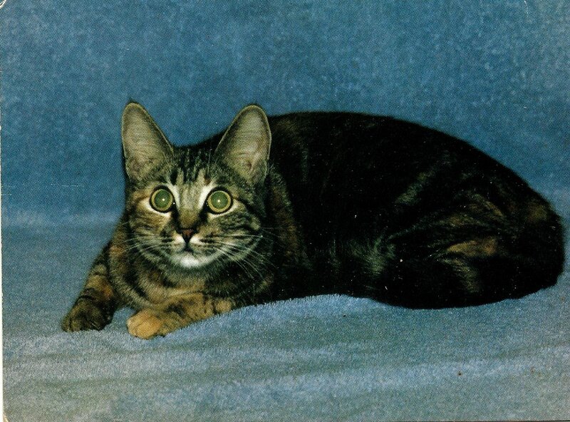 Tabby Cat Lying Down — Blue