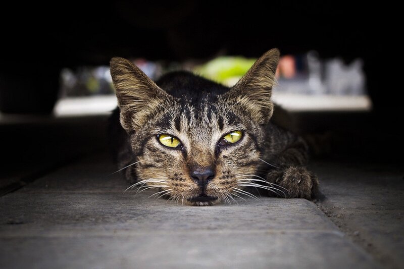 Tabby Cat Lying Down — Brown, Alert