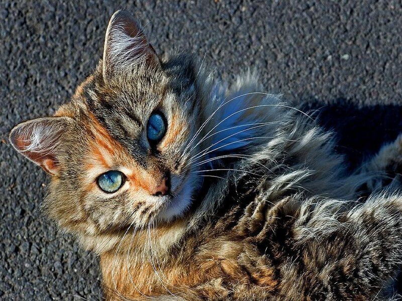 Tabby Cat Lying Down — Brown, Calm, Afternoon, Photograph, Asphalt
