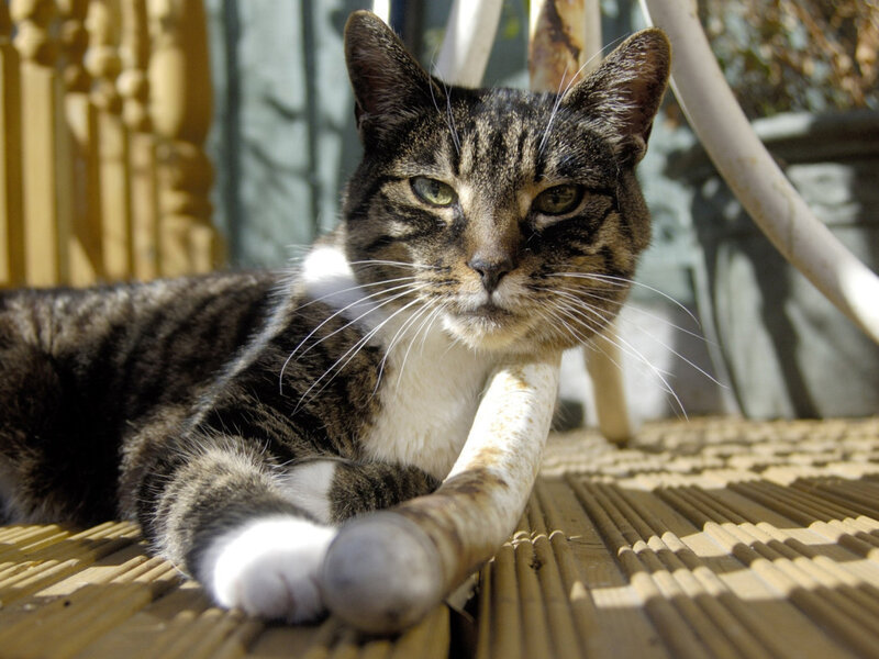 Tabby Cat Lying Down — Brown, Calm, Afternoon, Photograph, Bench