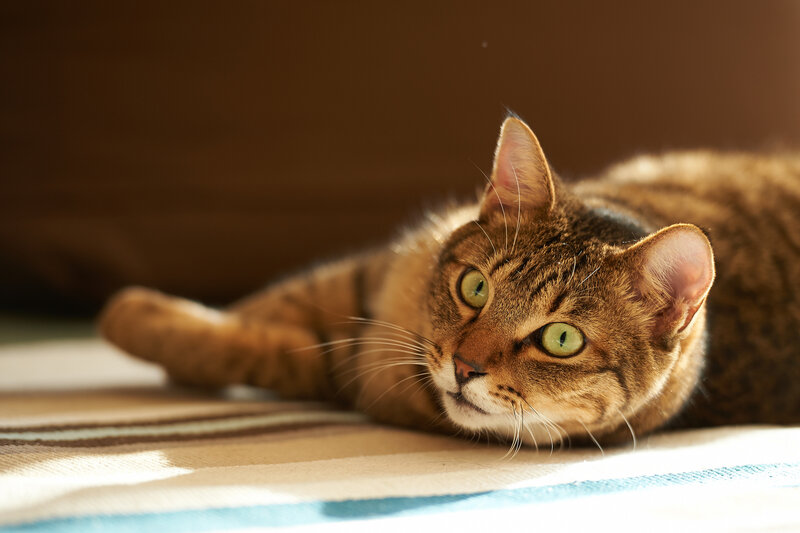 Tabby Cat Lying Down — Brown, Calm, Afternoon, Photograph, Blanket