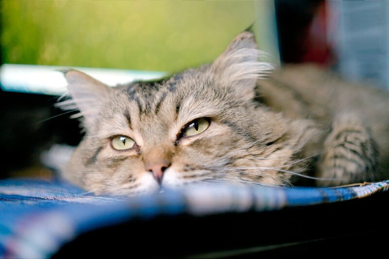 Tabby Cat Lying Down — Brown, Calm, Afternoon, Photograph, Blue Fabric