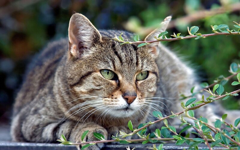 Tabby Cat Lying Down — Brown, Calm, Afternoon, Photograph, Branch
