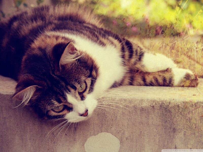 Tabby Cat Lying Down — Brown, Calm, Afternoon, Photograph, Concrete Step, Plants