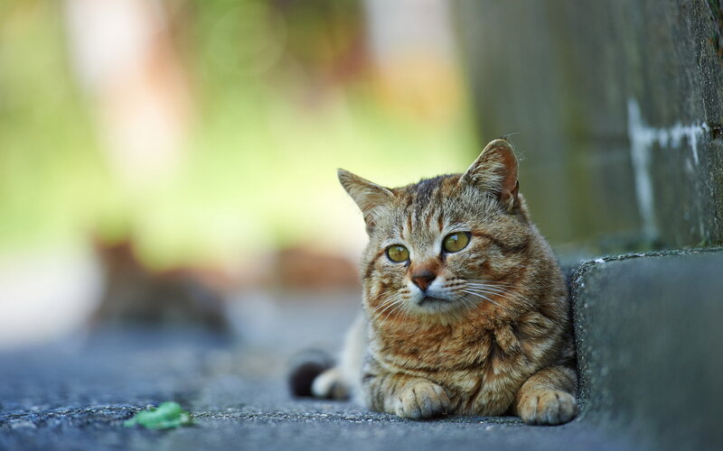 Tabby Cat Lying Down — Brown, Calm, Afternoon, Photograph, Concrete Surface, Wall