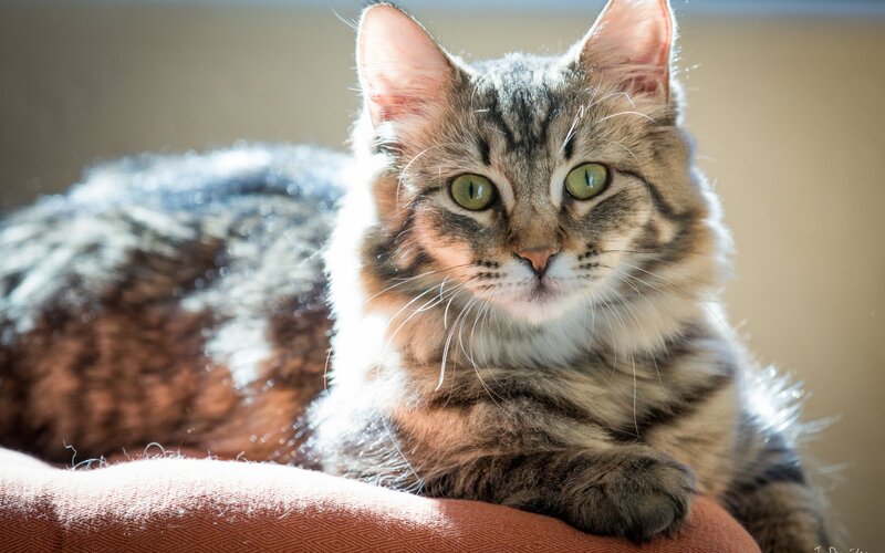 Tabby Cat Lying Down — Brown, Calm, Afternoon, Photograph, Fabric