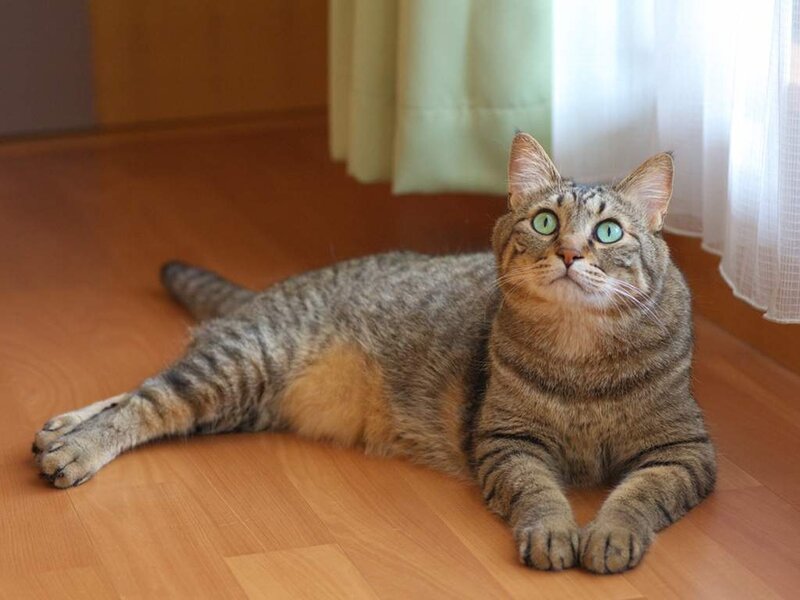 Tabby Cat Lying Down — Brown, Calm, Afternoon, Photograph, Floor