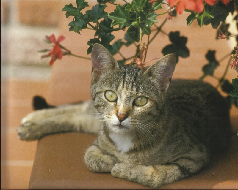 Tabby Cat Lying Down — Brown, Calm, Afternoon, Photograph, Flowers