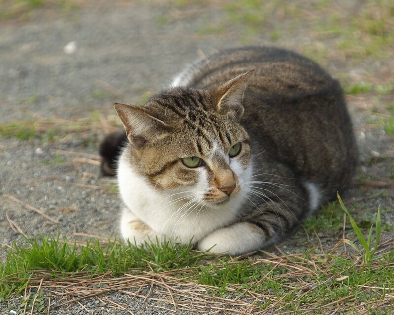 Tabby Cat Lying Down — Brown, Calm, Afternoon, Photograph, Grass, Gravel, Pine Needles