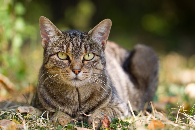 Tabby Cat Lying Down — Brown, Calm, Afternoon, Photograph, Grass, Leaves