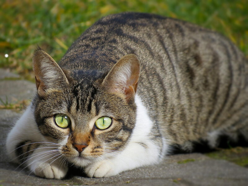 Tabby Cat Lying Down — Brown, Calm, Afternoon, Photograph, Grass, Pavement