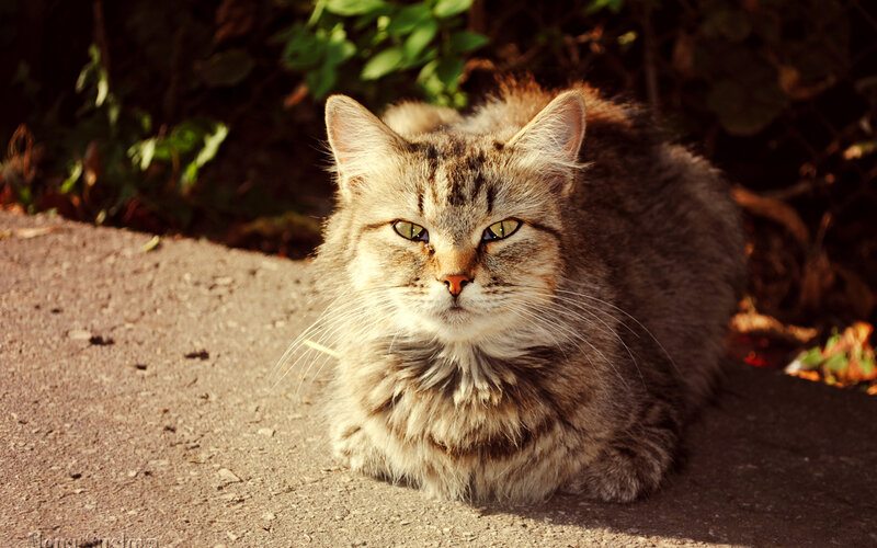 Tabby Cat Lying Down — Brown, Calm, Afternoon, Photograph, Ground
