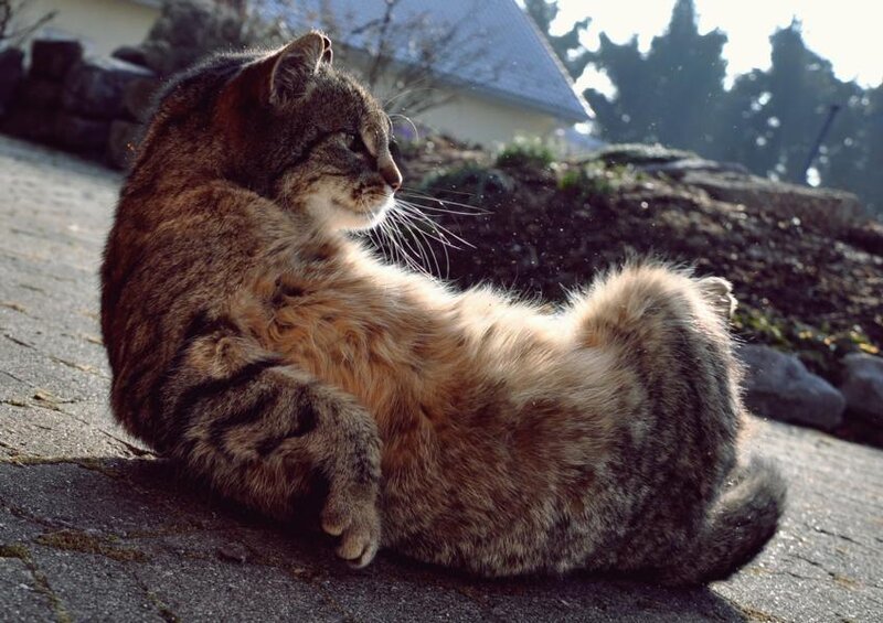 Tabby Cat Lying Down — Brown, Calm, Afternoon, Photograph, Pavement