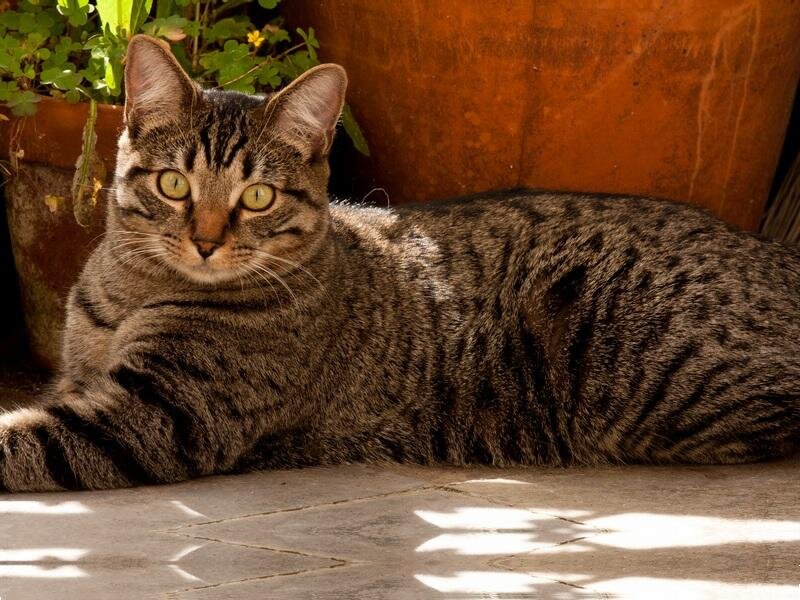 Tabby Cat Lying Down — Brown, Calm, Afternoon, Photograph, Plant