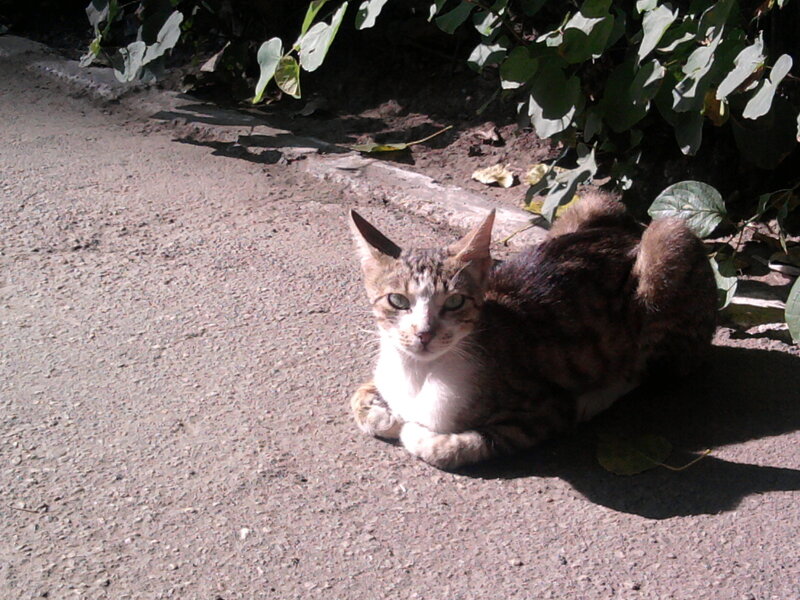 Tabby Cat Lying Down — Brown, Calm, Afternoon, Photograph, Road