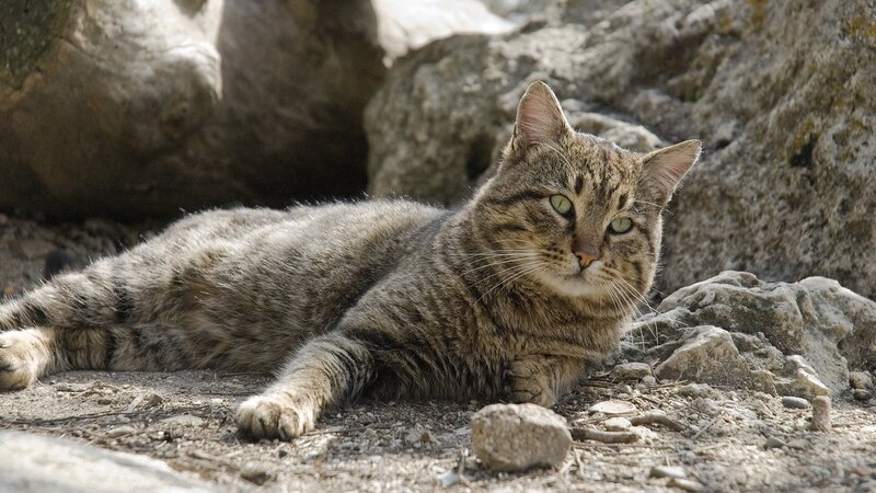 Tabby Cat Lying Down — Brown, Calm, Afternoon, Photograph, Rocks, Dirt