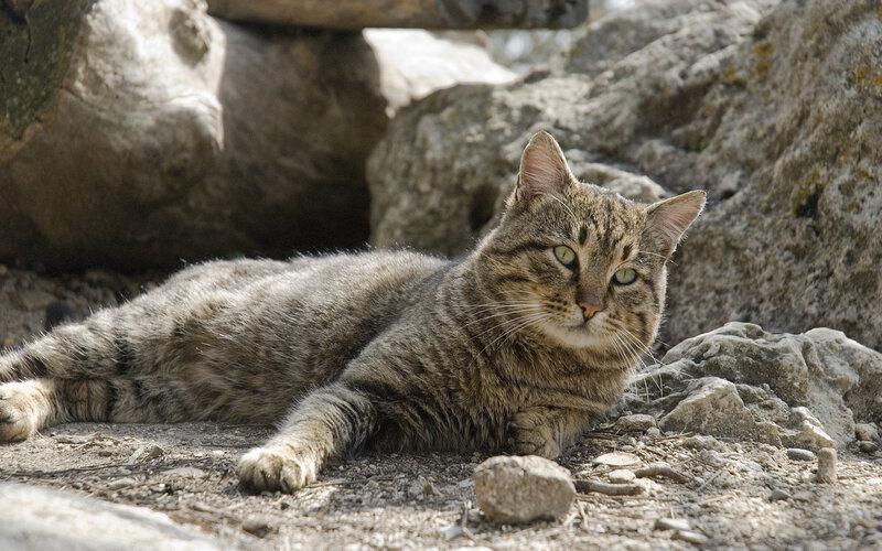 Tabby Cat Lying Down — Brown, Calm, Afternoon, Photograph, Rocks