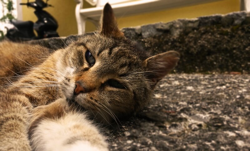 Tabby Cat Lying Down — Brown, Calm, Afternoon, Photograph, Stone Surface