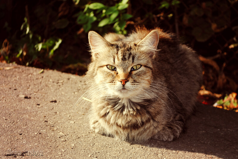 Tabby Cat Lying Down — Brown, Calm, Afternoon, Photograph, Sunlight