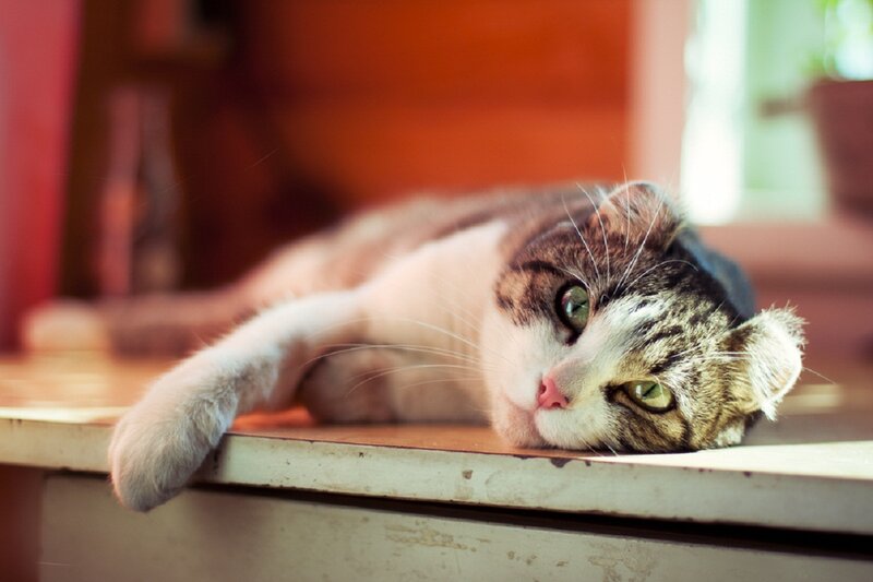 Tabby Cat Lying Down — Brown, Calm, Afternoon, Photograph, Table