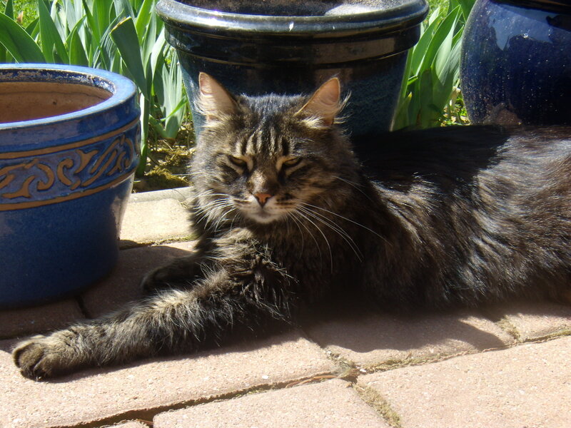 Tabby Cat Lying Down — Brown, Calm, Afternoon, Photograph