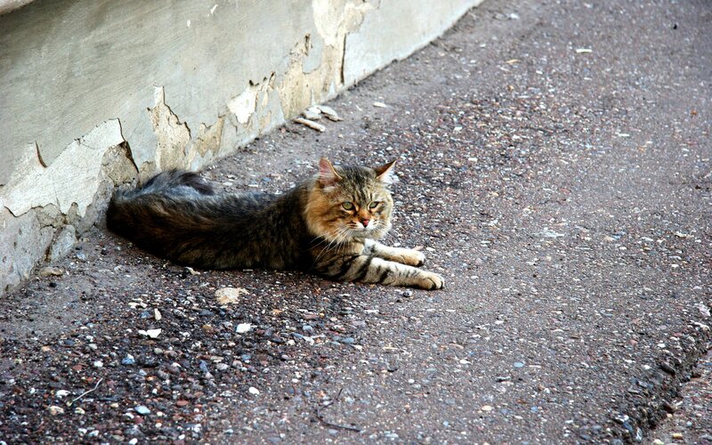 Tabby Cat Lying Down — Brown, Calm, Afternoon, Photograph, Wall