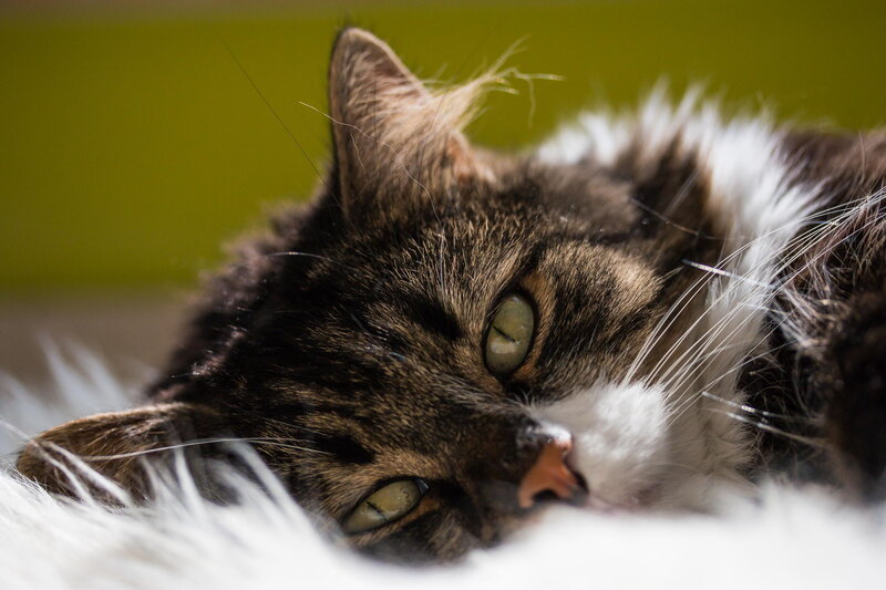 Tabby Cat Lying Down — Brown, Calm, Afternoon, Photograph, Whiskers