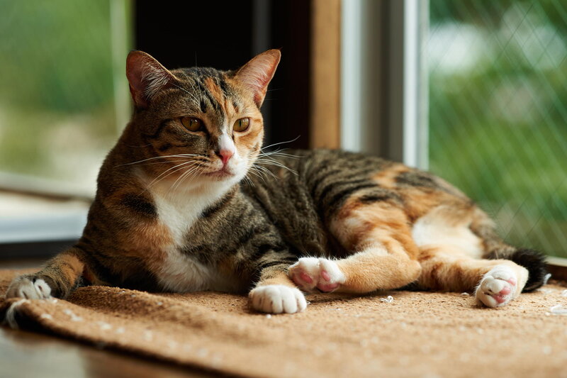 Tabby Cat Lying Down — Brown, Calm, Afternoon, Photograph, Window