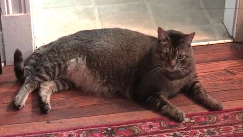 Tabby Cat Lying Down — Brown, Calm, Afternoon, Photograph, Wood Floor, Rug