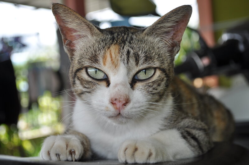 Tabby Cat Lying Down — Brown, Calm, Afternoon