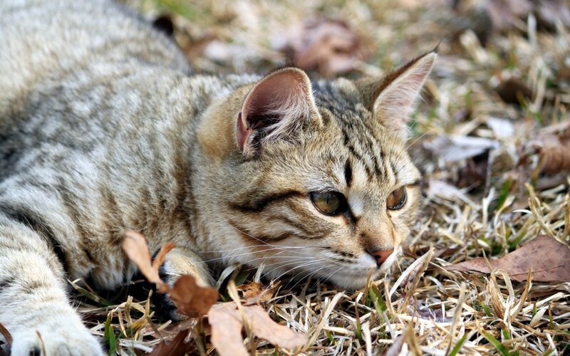 Tabby Cat Lying Down — Brown, Calm, Autumn, Photograph, Grass